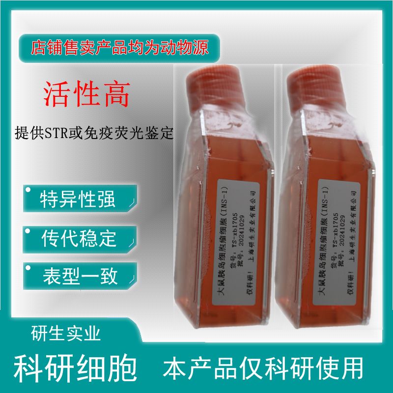 大鼠浦肯野细胞