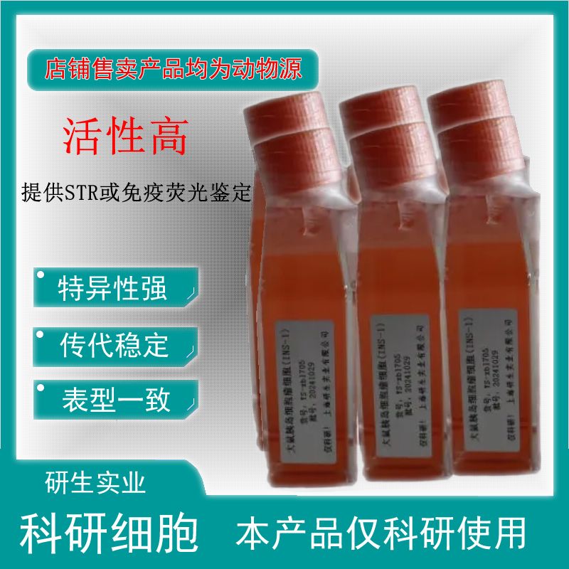 大鼠结肠成纤维细胞