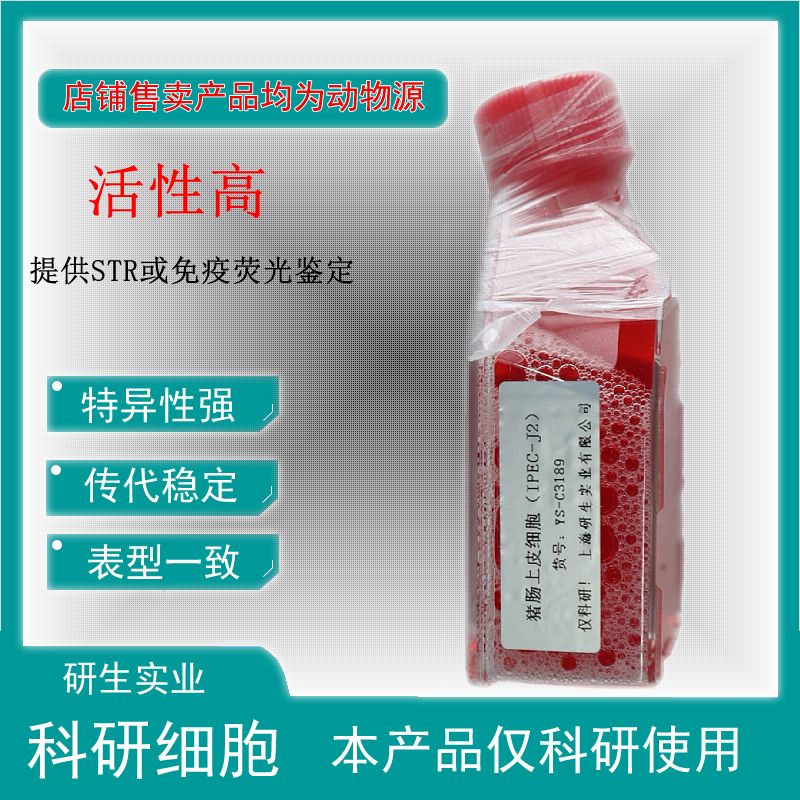 大鼠表皮角化上皮细胞
