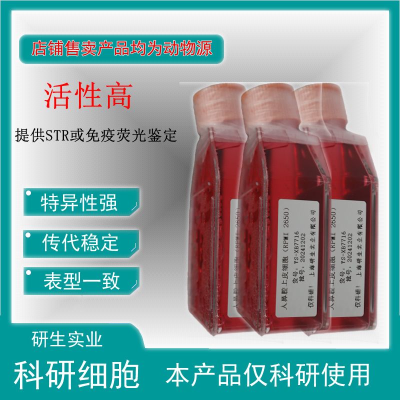 大鼠背根神经元细胞
