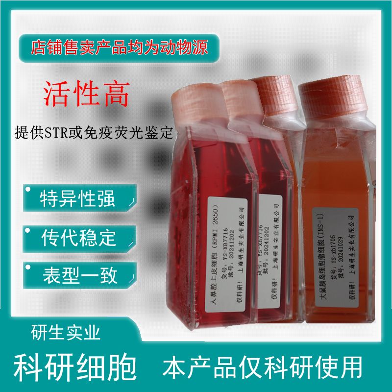 大鼠鼻黏膜上皮细胞