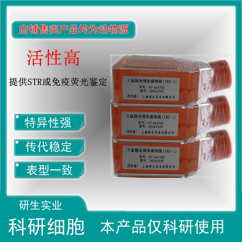 大鼠骨髓基质细胞