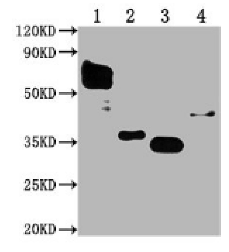Flag Monoclonal Antibody