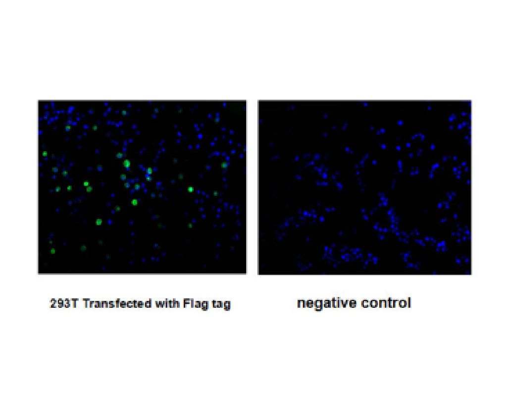 Flag Monoclonal Antibody