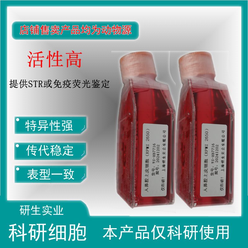 大鼠腹膜间皮细胞