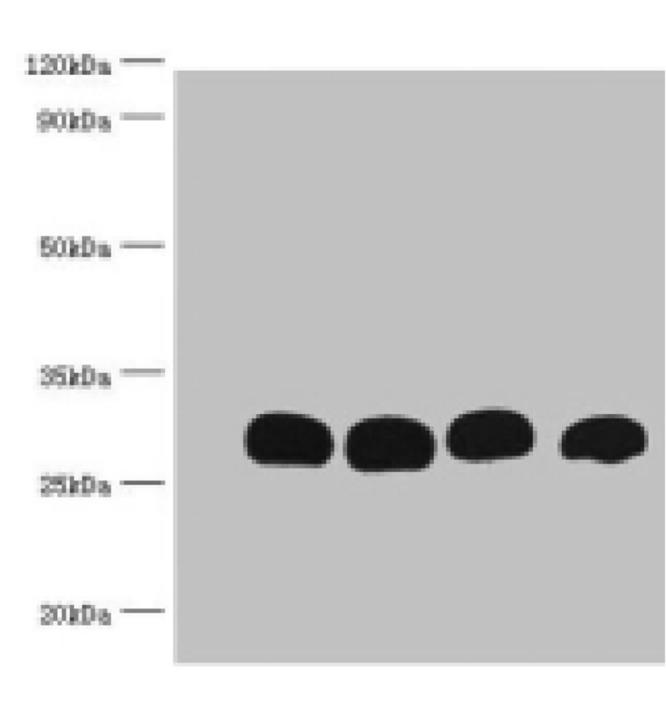 GST Monoclonal Antibody