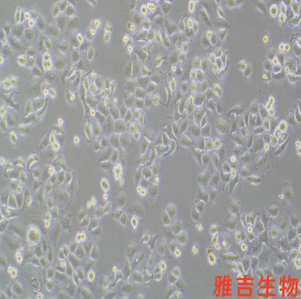 小鼠乳腺癌细胞4T1（STR）