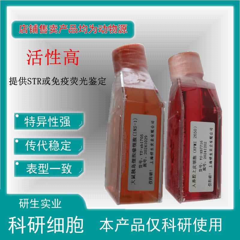 大鼠表皮角化上皮细胞