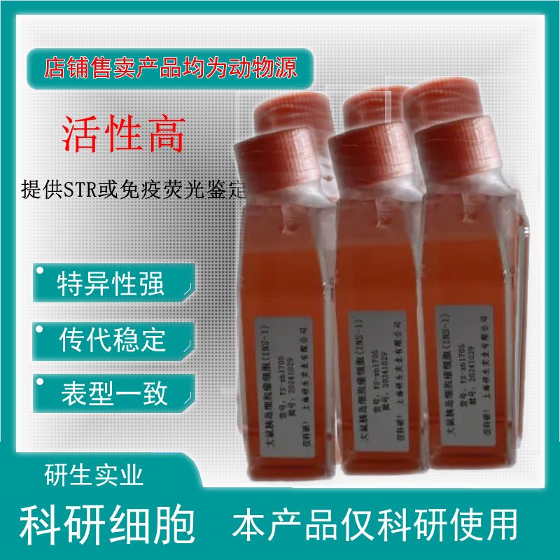 大鼠表皮角化上皮细胞