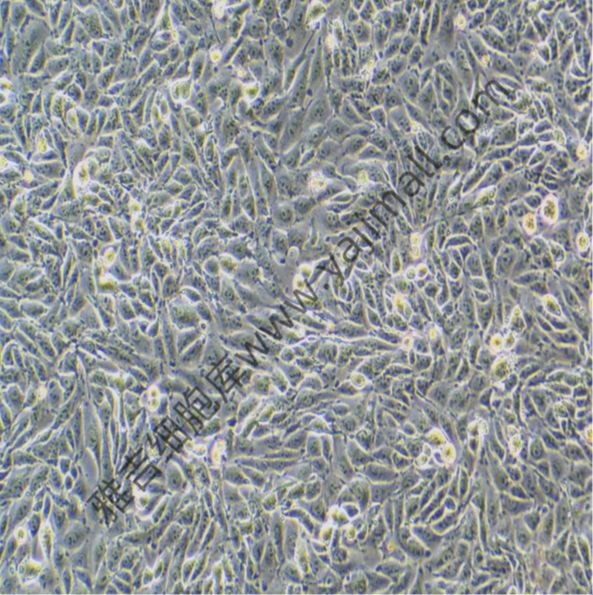 小鼠胚胎成纤维细胞BALB3T3cloneA31（STR）
