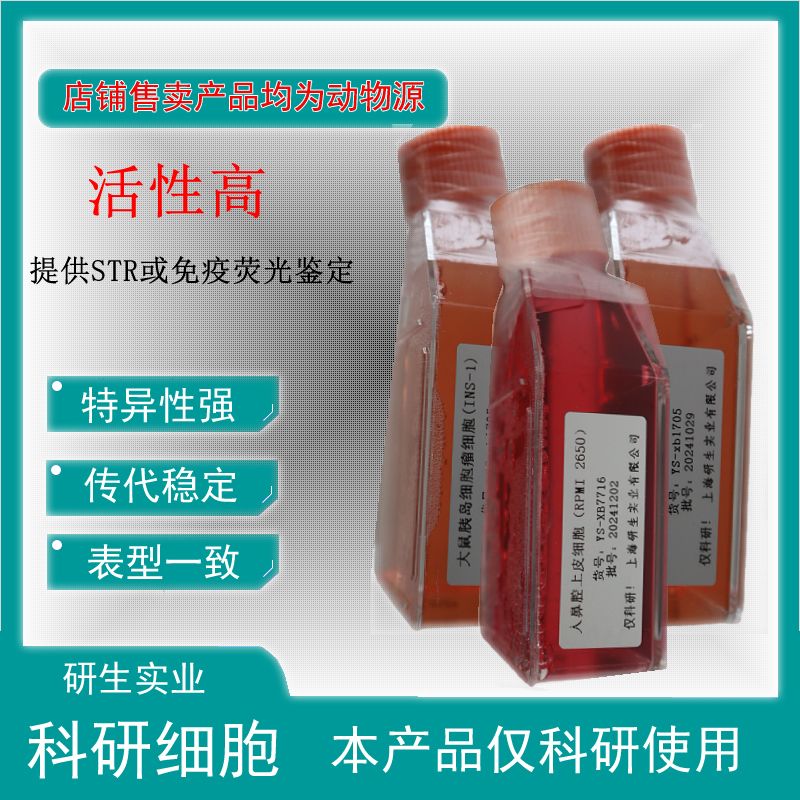 大鼠膀胱移行上皮细胞