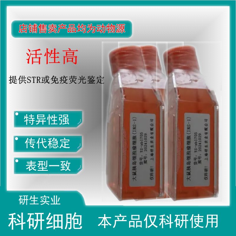 大鼠肠动脉平滑肌细胞
