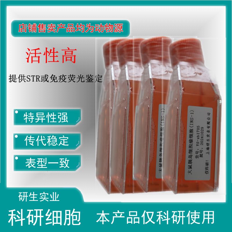大鼠胚胎成纤维细胞