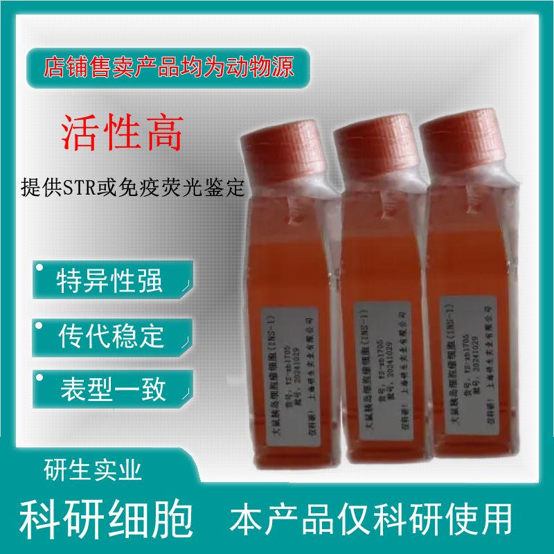 大鼠肝实质细胞
