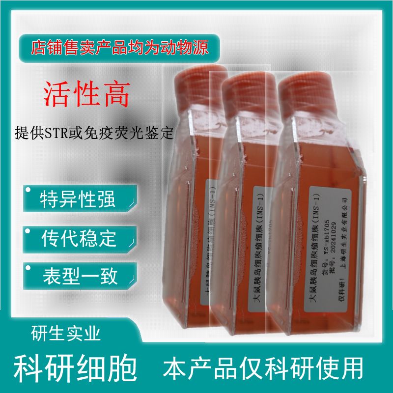 大鼠肝外胆管上皮细胞