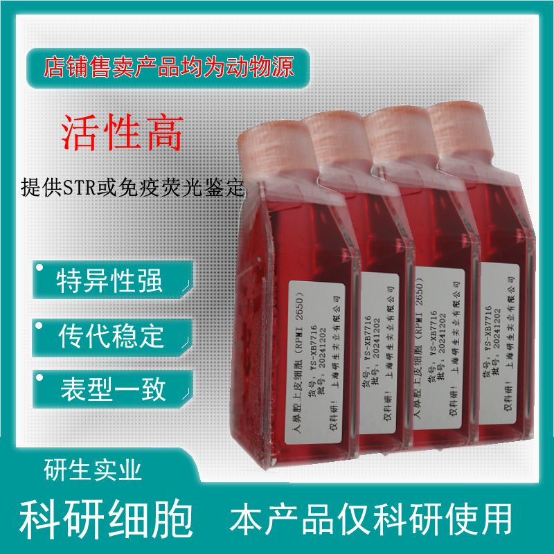 大鼠睾丸间质细胞