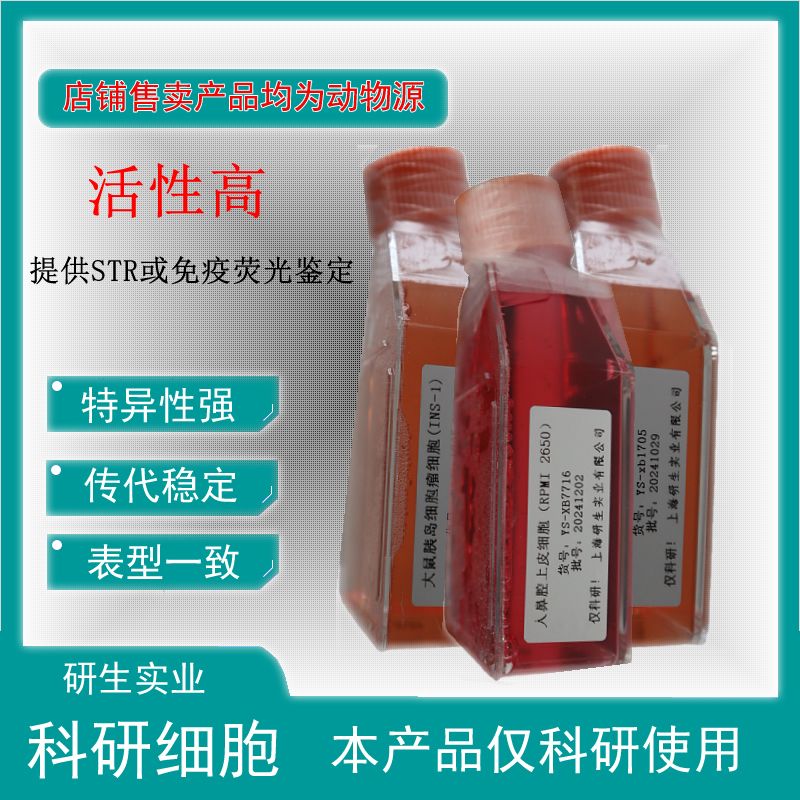 大鼠睾丸支持细胞