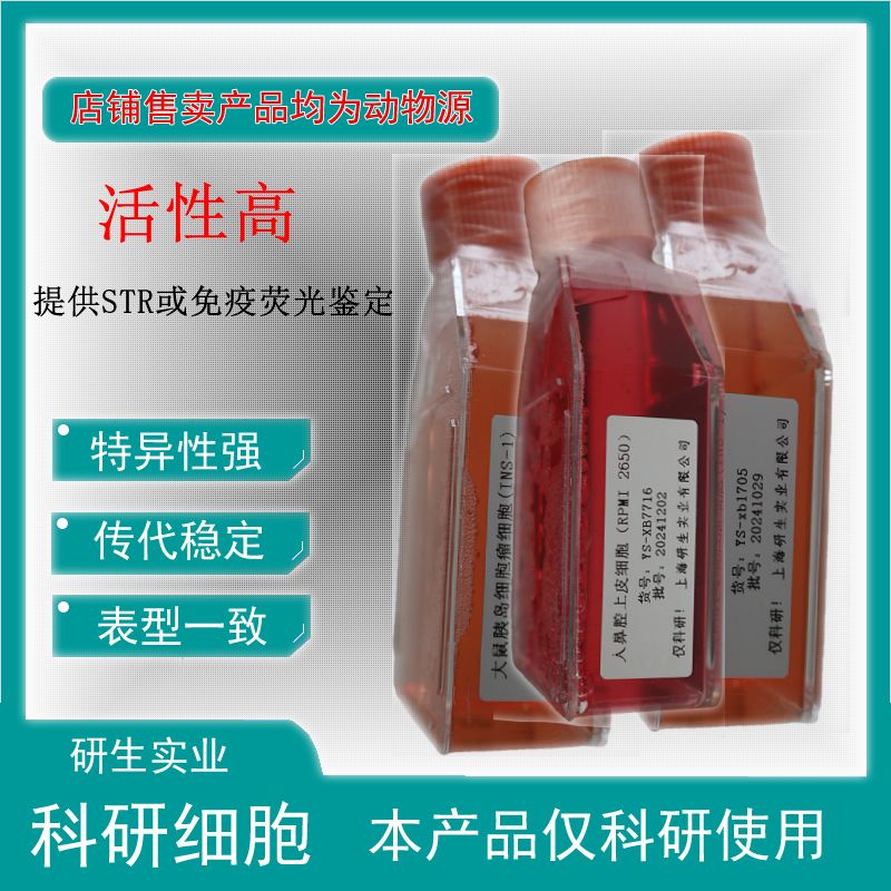 大鼠股骨头微血管内皮细胞