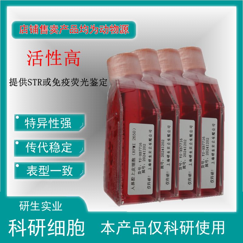 大鼠卵巢微血管内皮细胞