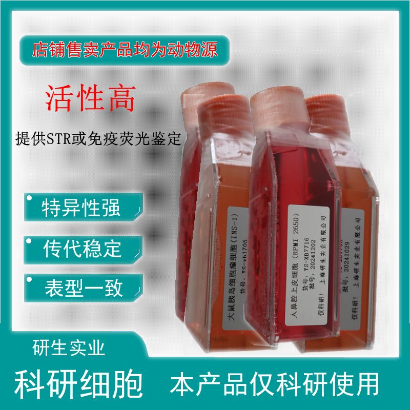 大鼠卵泡基膜细胞