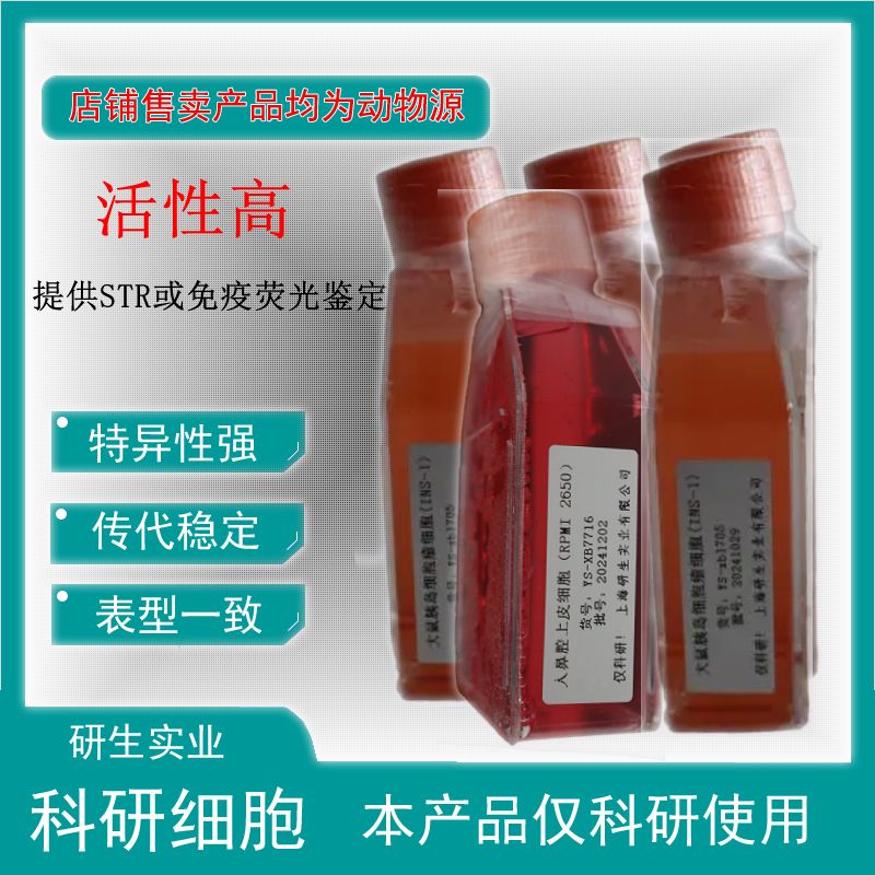 大鼠脾淋巴细胞