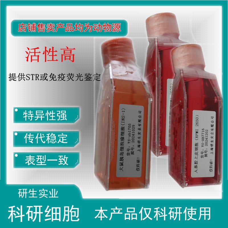 大鼠成骨细胞