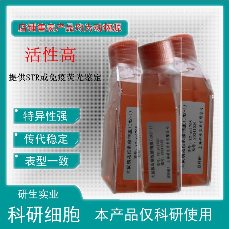 大鼠大隐静脉内皮细胞