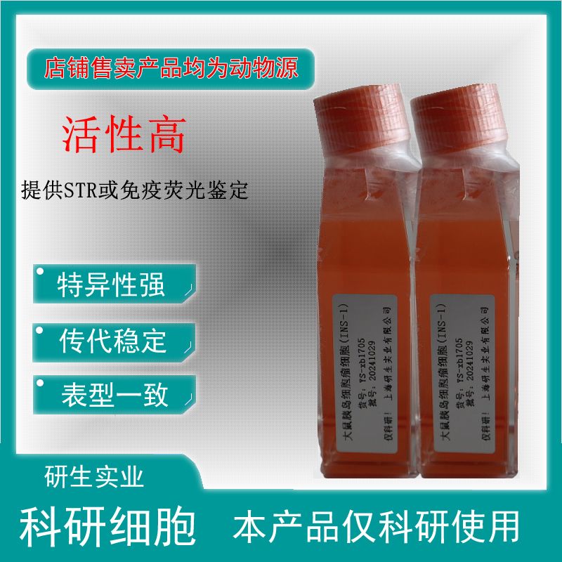 大鼠浦肯野细胞