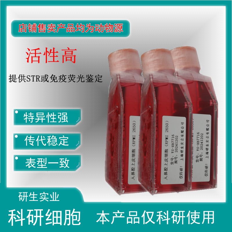 大鼠脐动脉内皮细胞