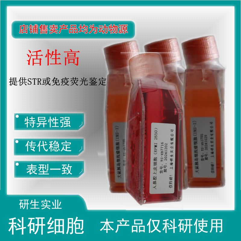 大鼠脐静脉内皮细胞
