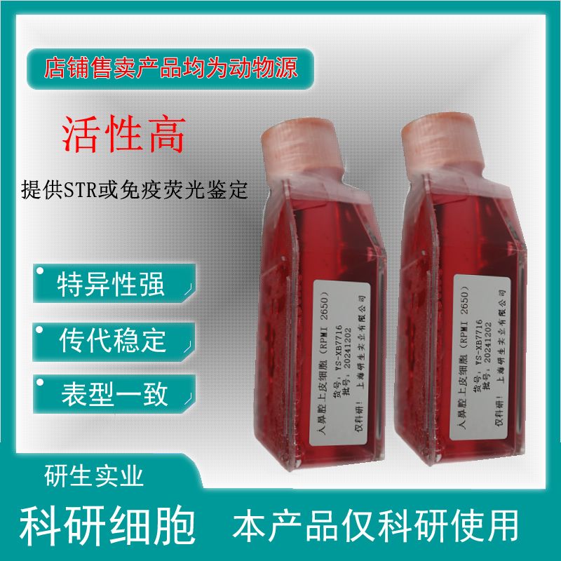 大鼠骨骼肌细胞