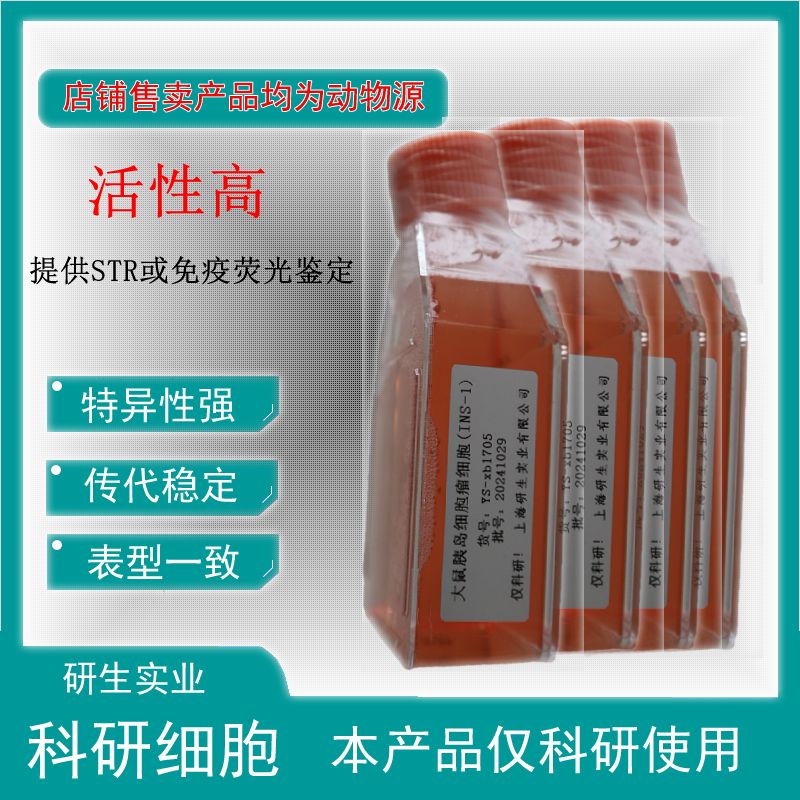 大鼠骨髓基质细胞