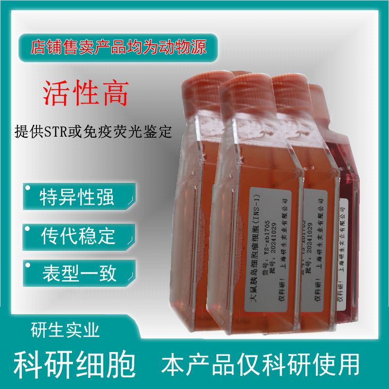 大鼠肺大静脉平滑肌细胞