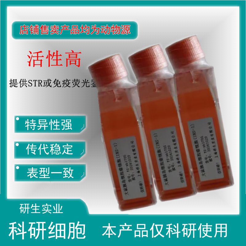 大鼠肺动脉成纤维细胞