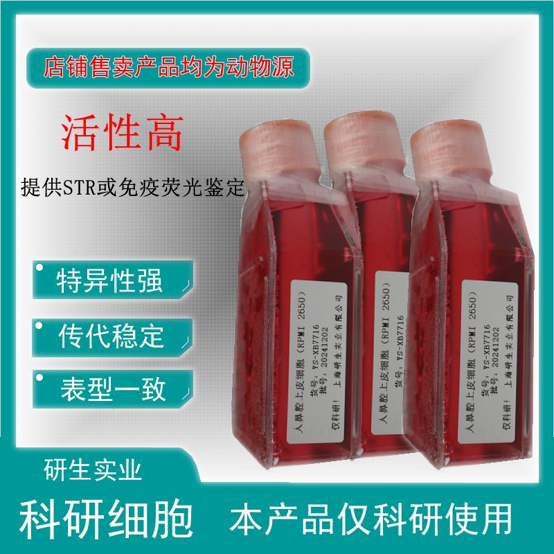 大鼠肺微血管平滑肌细胞