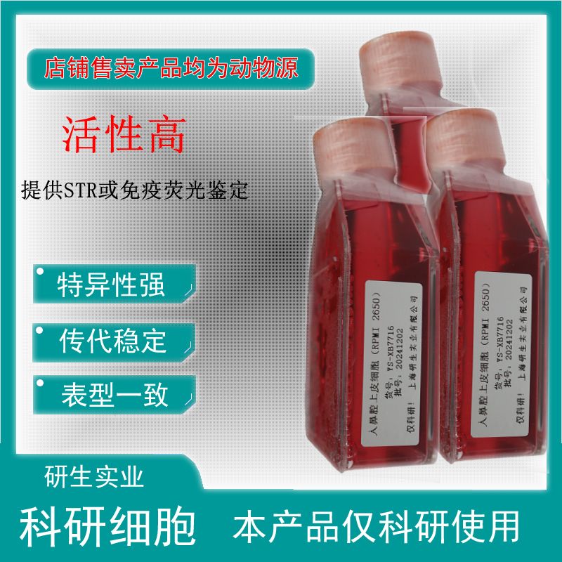 大鼠肺小动脉平滑肌细胞