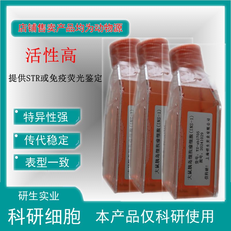 大鼠肺血管平滑肌细胞