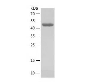 Recombinant Human DNAJA1.png
