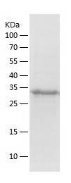 Recombinant Human DNAJB6.jpg