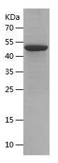 Recombinant Human DNAJC12.jpg
