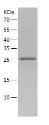 Recombinant Human DNALI1.jpg