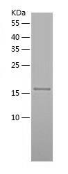 Recombinant Human DUSP18.jpg