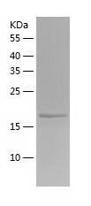 Recombinant Human DUSP21.jpg