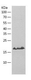 Recombinant Human DUSP3.jpg