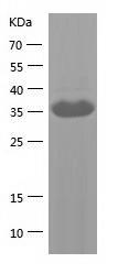 Recombinant Human DUSP6.jpg