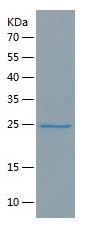 Recombinant Human EBI3.jpg