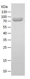 Recombinant Human EDIL3.jpg