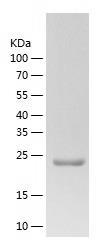 Recombinant Human EDN3.jpg