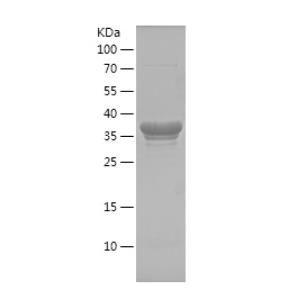 Recombinant Human EEF1A2.png
