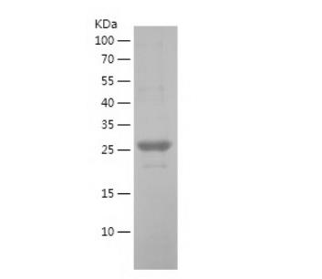 Recombinant Human eEF1B2.png